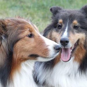 Sheltie Kisses!