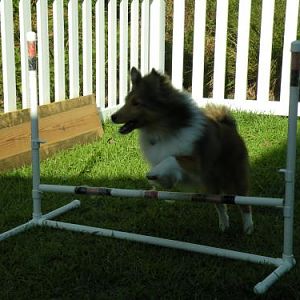 Lexi learning to jump (low)