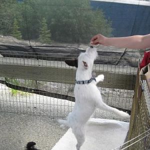 Darby showing off his jumping skills!