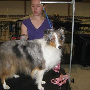 Deja gets a grooming