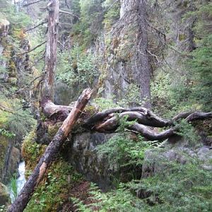 Gnarled trunks..