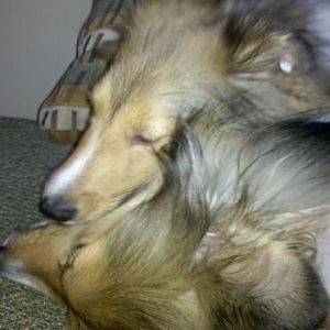 Lexi kissing Bentley.  Bentley clearly loving it.