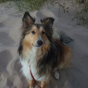 At the beach, BEFORE wave herding
