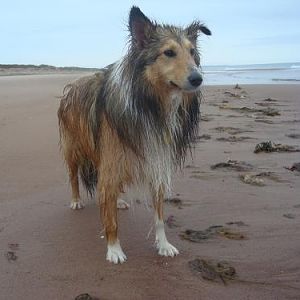 AFTER wave herding