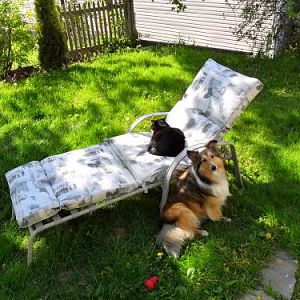 The boss kitty always gets the favourite seat in the house