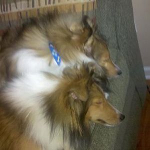 Snoozing