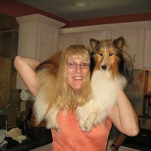 Layla the Amazing Boneless Sheltie!