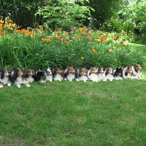 Media 'Down! Stay!  Good Shelties!!!' in album 'Illinois Vacation'
