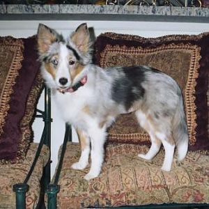 039 36A  Gypsy's baby picture! Look at those ears....