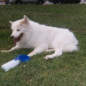 020 17A  Lacey at the park. She loved watching all the dogs playing and would get up to referee if needed.
