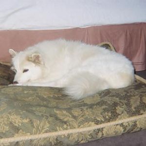 029 26A  As you can see her bed was her favorite spot the last year of her life. She no longer could jump up on my bed.