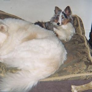 007 4A  Mom why is gypsy on my bed ?