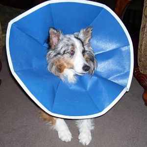 Gypsy after having Exploratory surgery to see if we could see any causes for frequent blood in her urine. No cancer found. Thank God. A benign lump wa