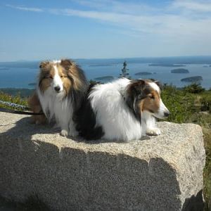 On top of Cadillac Mountain