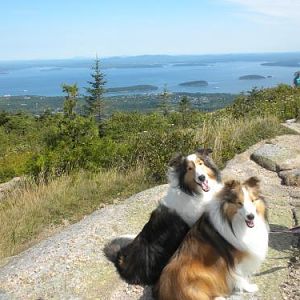 On the trail around the top of Cadillac Mountain
