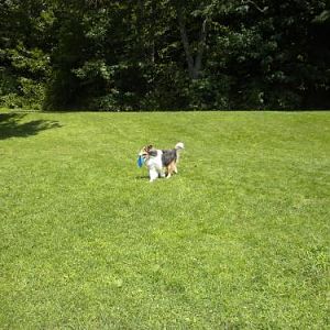 Playing frisbee in the meadow near Little Long Pond