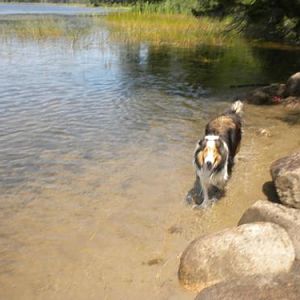Frolicking in the water