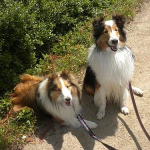 Joey and Bailey resting along a carriage path