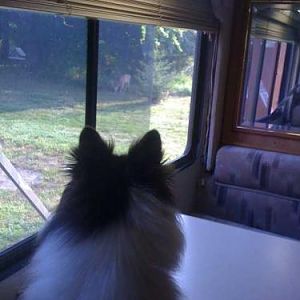 Sca watches the deer