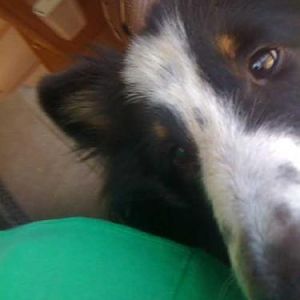 Sheltie nose poking me from behind