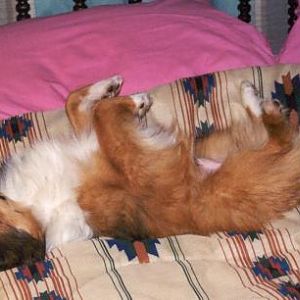 Everettsleep