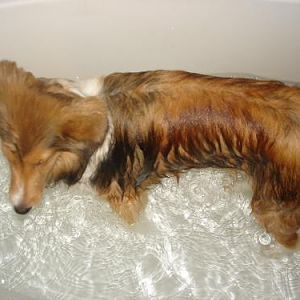 Lexi (notice her very "sad" ears...she gets those when she is sleepy, or sad!)