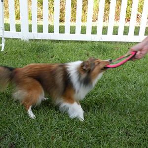 Loves to tug