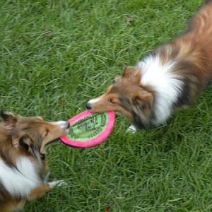 Sometimes we even convince Bentley to play!