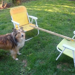May 2010, his FIRST backyard agility jump *sniffle* Building value for the jump