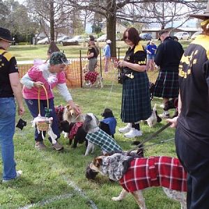 Deska keeps running up to the Flyball Judge (in a fairy costume) to pinch her basket of treats