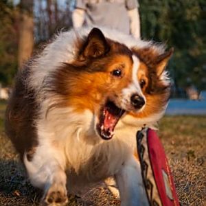 Media 'Chasing his favorite toy for Mom.' in album 'Mally's Pictures'