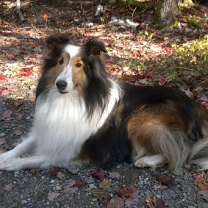 Bailey stopping for a pose
