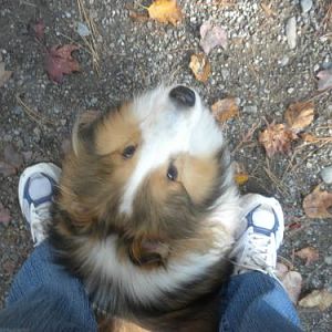 Joey peeking out from between my legs--his safe place!