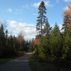 one of the main trails in the forest