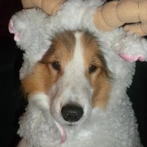 Joey the sheep