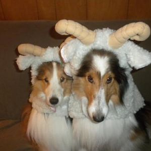 Joey and Bailey, my sheep dogs