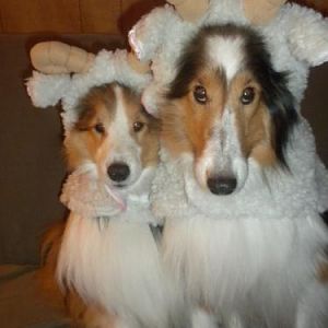 C'mon, mom.  We've been sheep long enough...