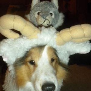 hey, is that a wolf on my head?