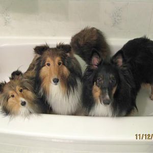 Rub a dub dub, 3 shelties in a tub :)