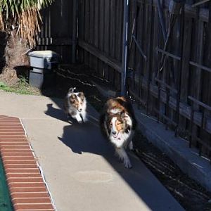 the chase