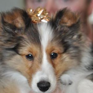 the gift