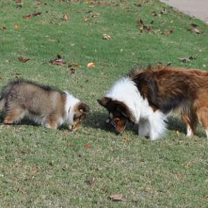 see Dodger, other animals come in our yard and thats what you are smelling
