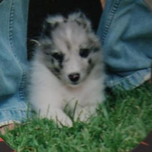 Ember at 8 weeks