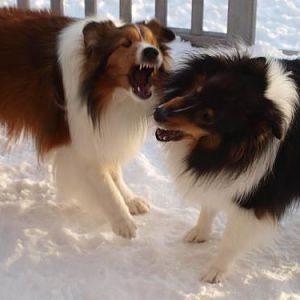 So much for brotherly love!  Whose teeth are biggest?