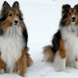 Bentley and Lexi