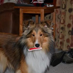 Lexi is a Christmas present! (She's holding a tag)