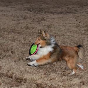 Trying to get an action shot (in low light) with my new camera