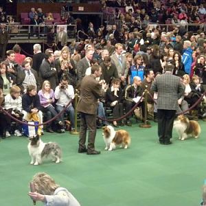 part of the Sheltie line-up
Annie is in the middle and Cirque is to the right