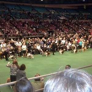 a great sheltie lineup!