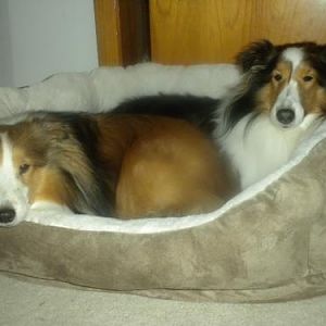 Our new birthday bed.  We love it!
(Bailey's birthday is Jan. 8 and Joey's is Jan. 18)